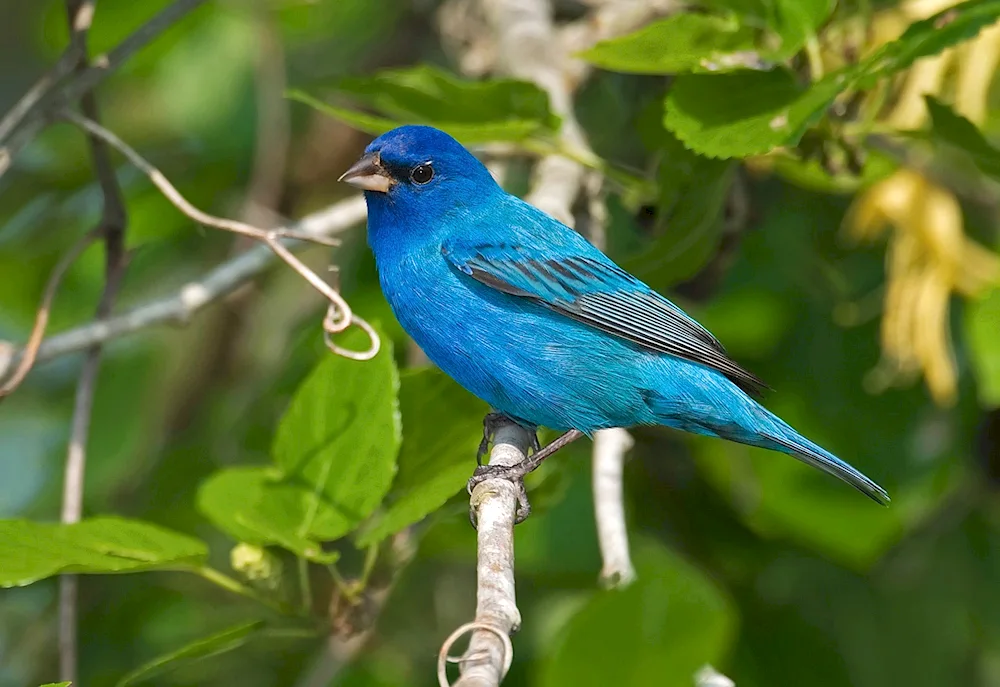 Lazuli oatmeal Cardinal