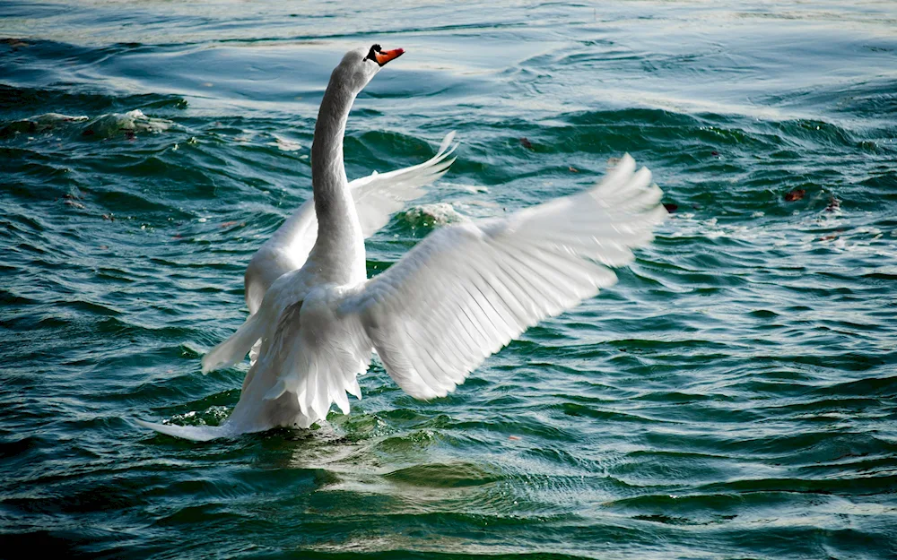 White Goose in flight