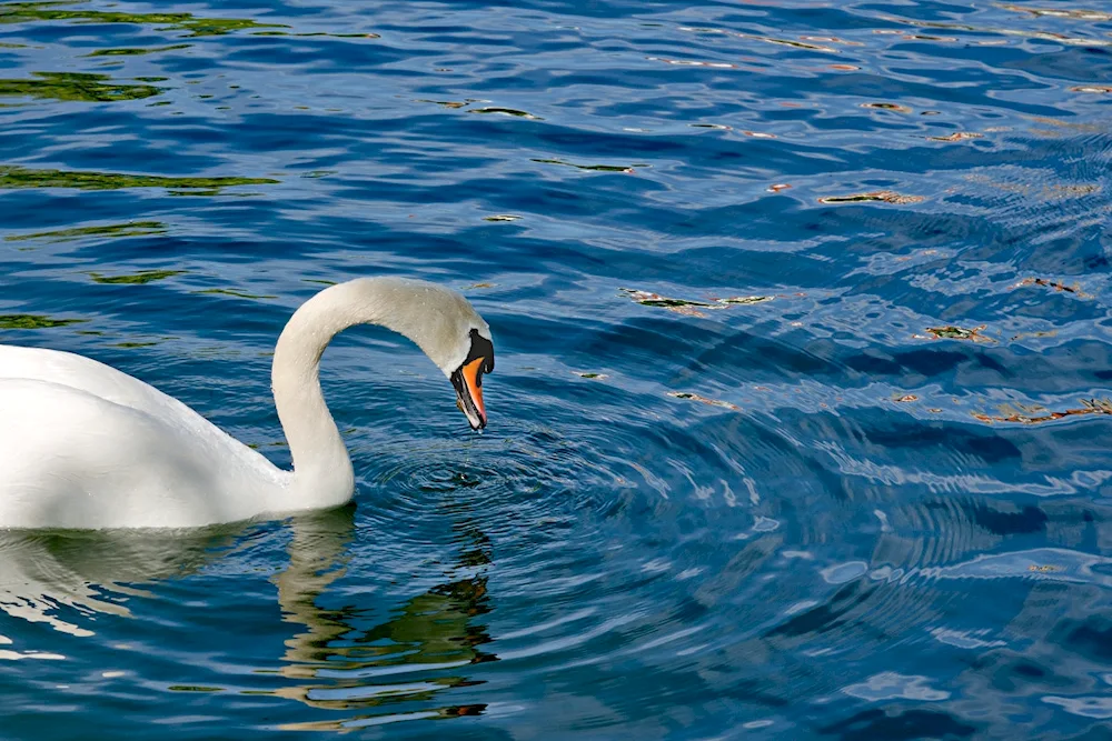 Swans on the water