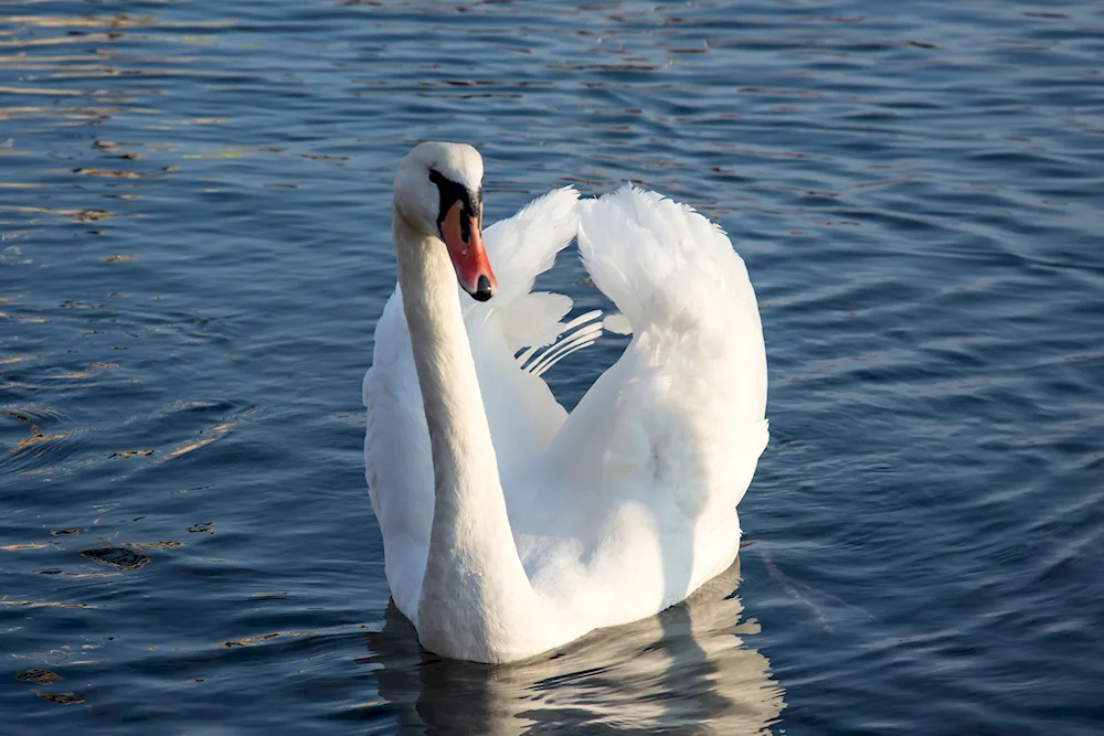 Swans on the water