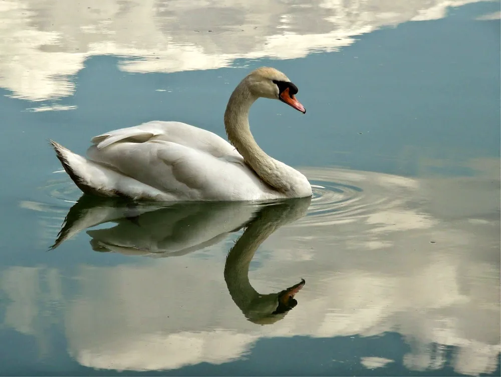 Swans on the water