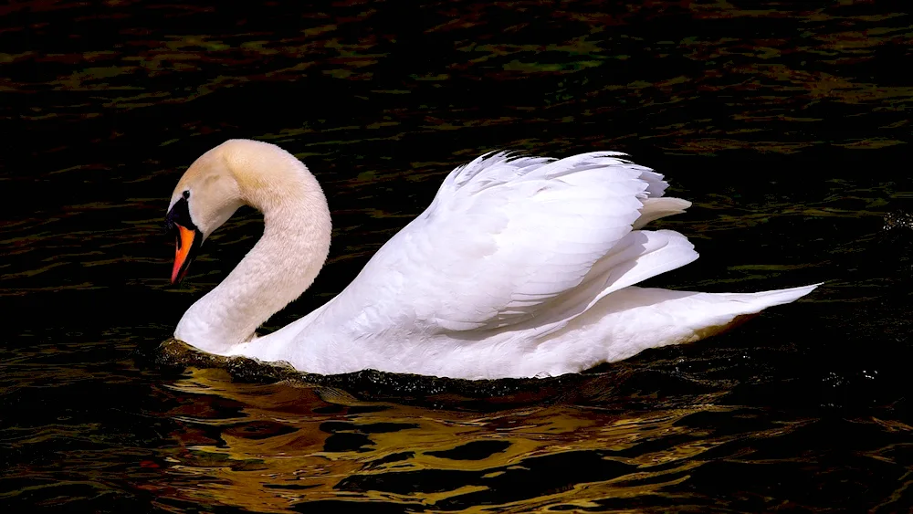 Swan swan lake