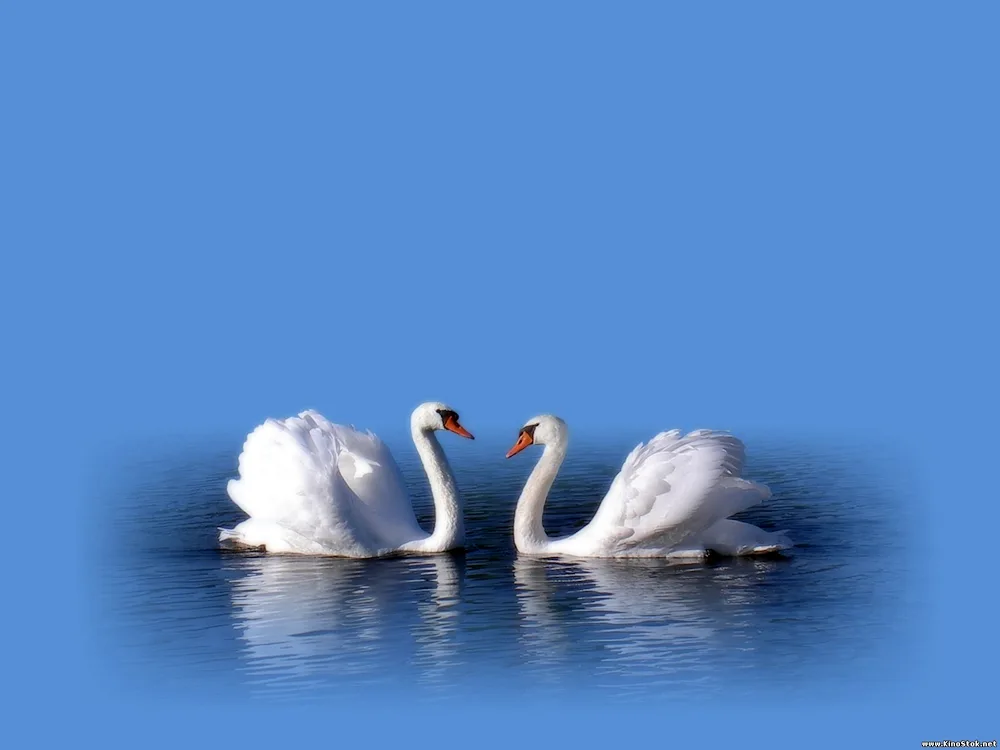 Swans Swan Lake