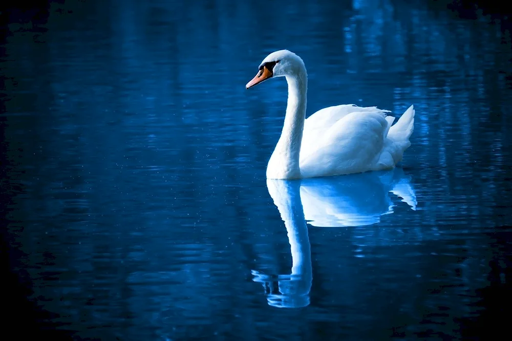 Naroch lake with swans