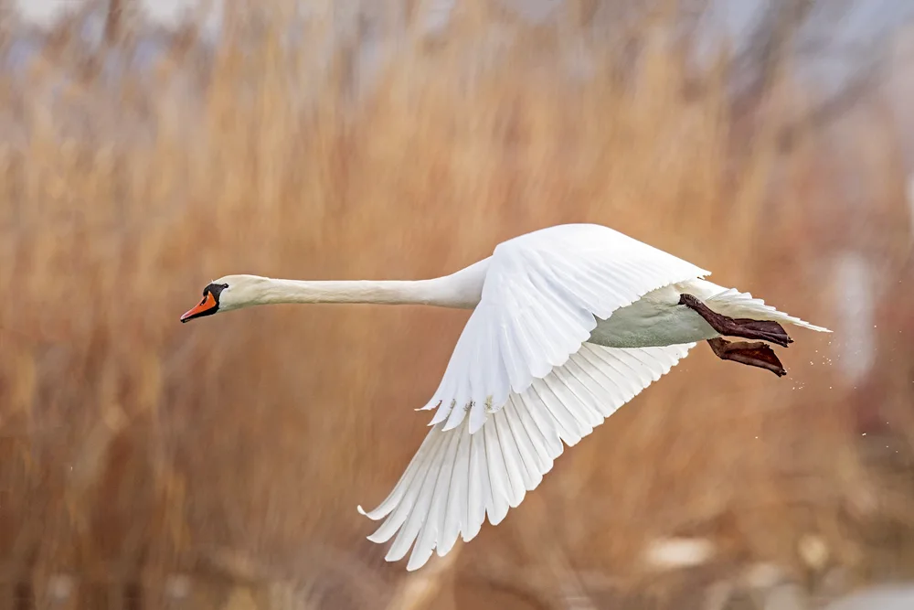 Birds over water