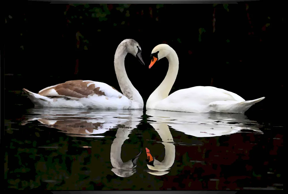 Love and swans