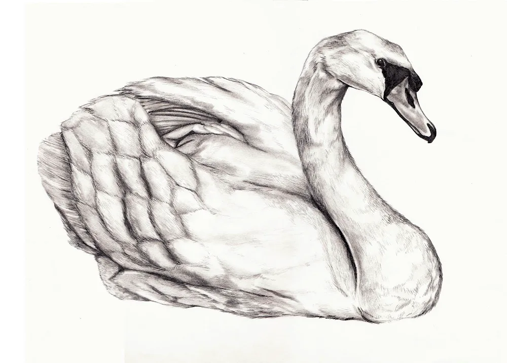 Swan pencil drawing