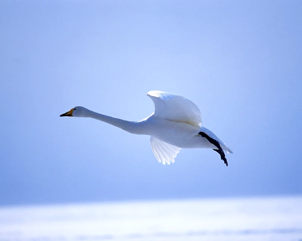 Small white swan