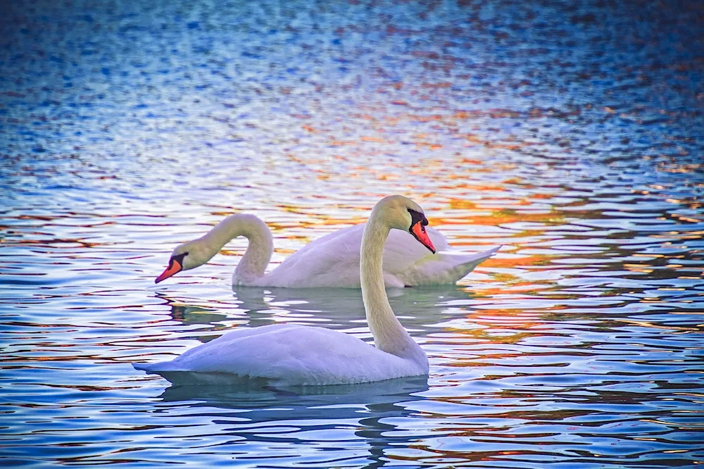 Swans on the water