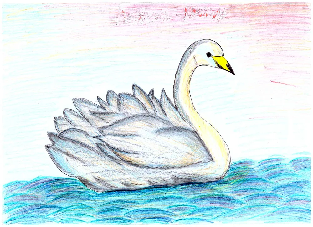 Swan drawing