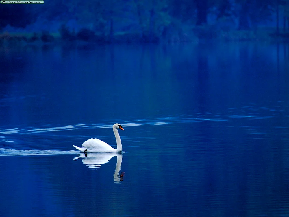 Swan Lake Abkhazia