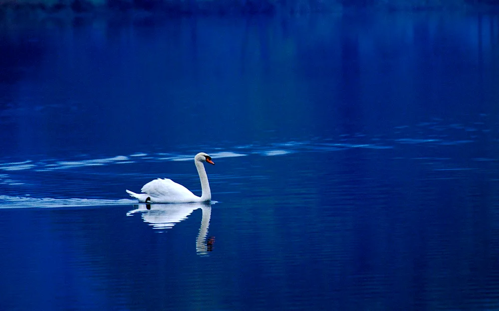 Swans on the water