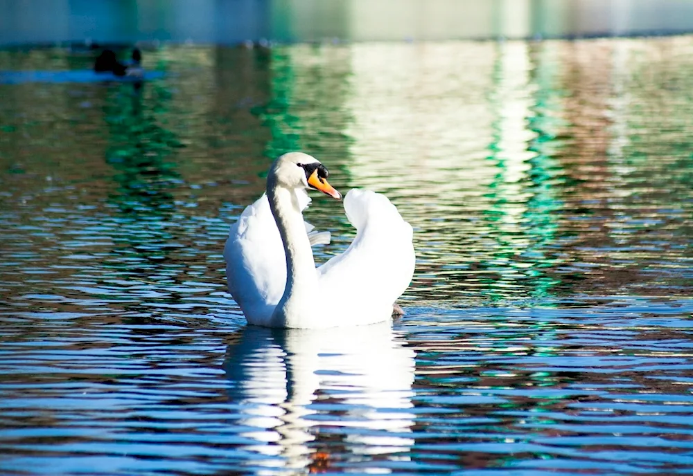 Swans on the water