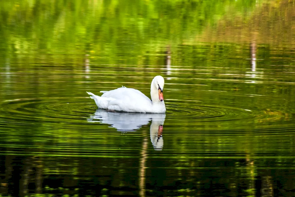 Pair of swans