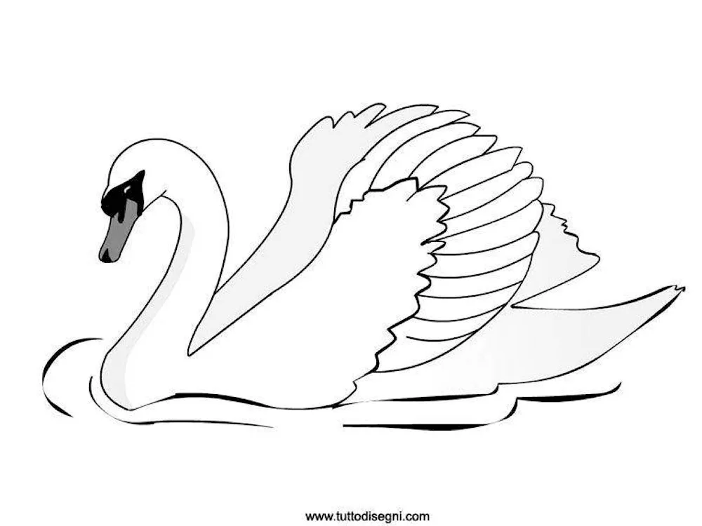 Swans coloured pencil