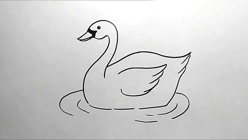 Swan drawing