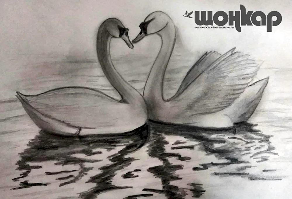 Swan drawing