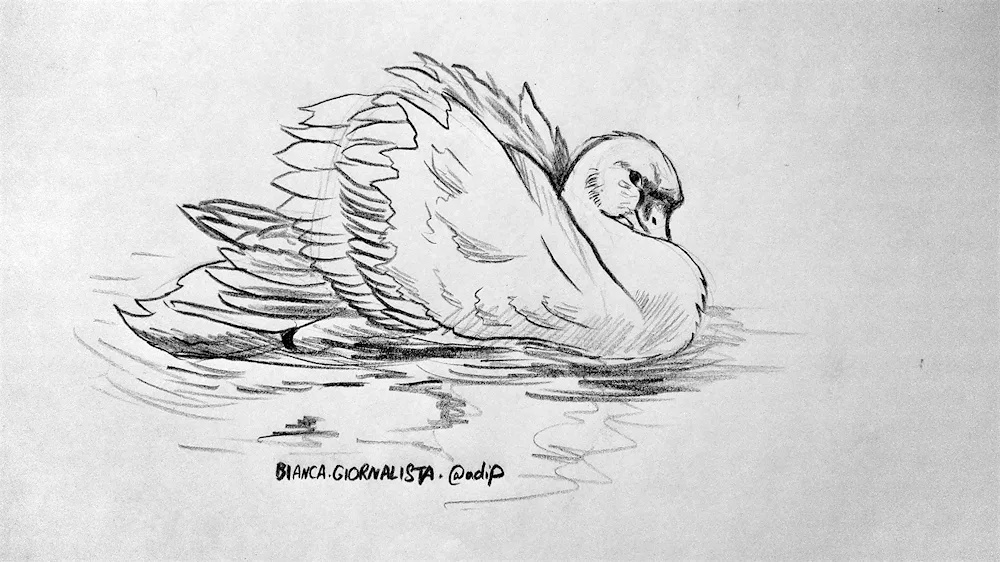 Swan drawing for children drawing