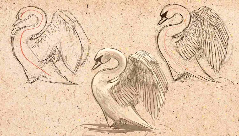 Swan drawing for drawing