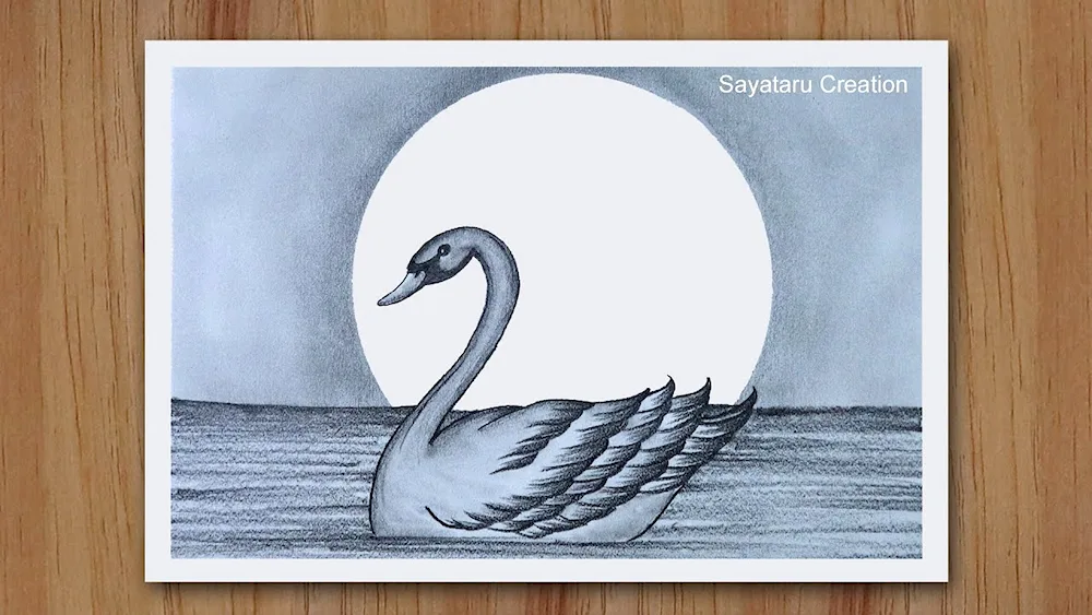 Swan drawing easy