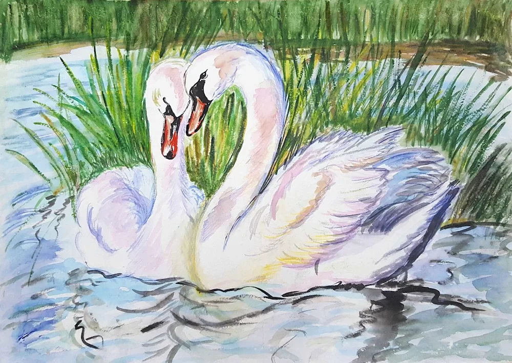 Swan chinook drawing