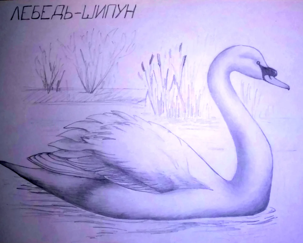 Colouring a swan with swans