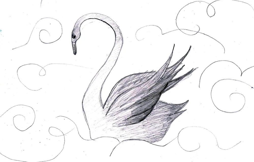 Swan in pencil