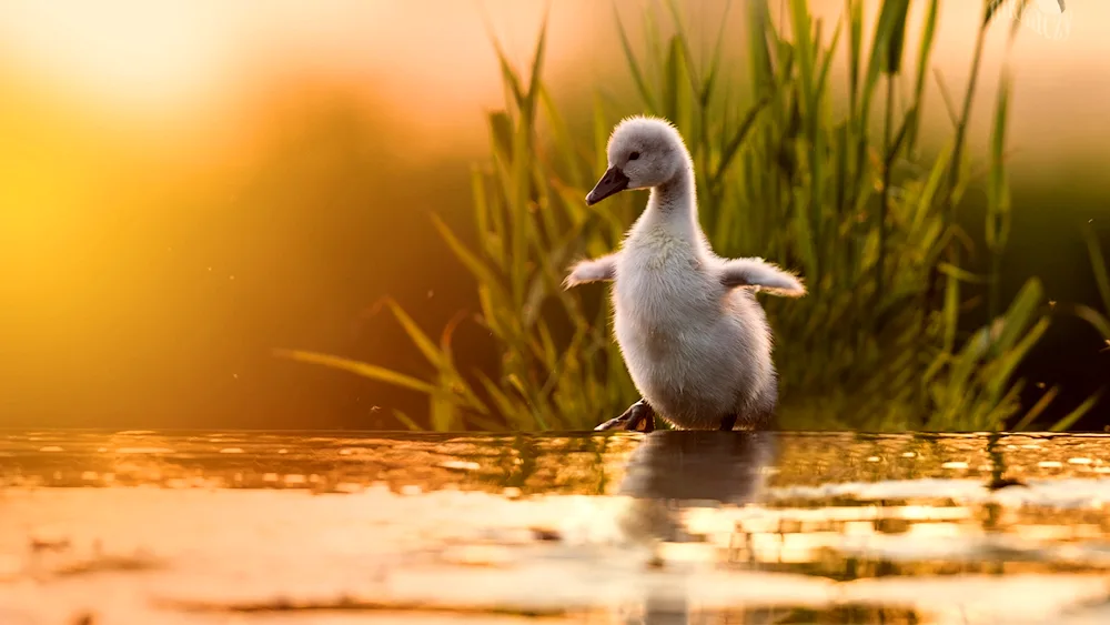 Swan with chicks