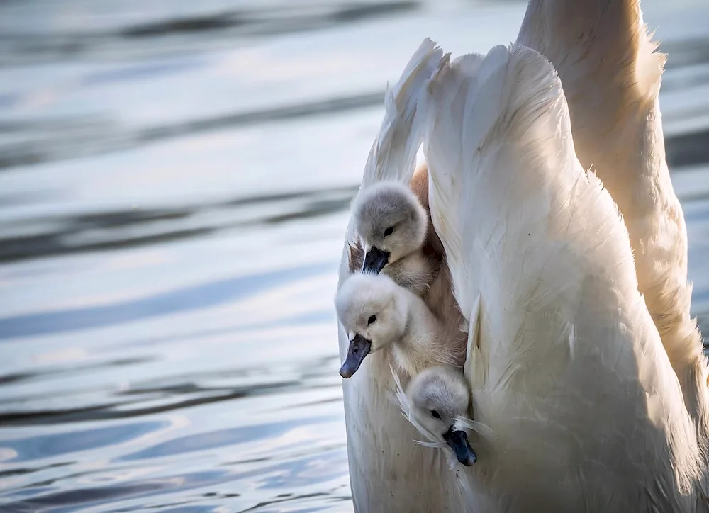 Swan with chicks