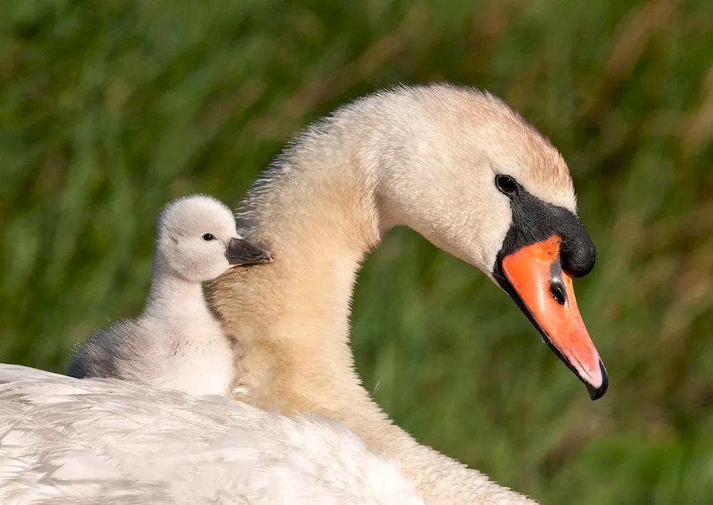 Swan with chicks