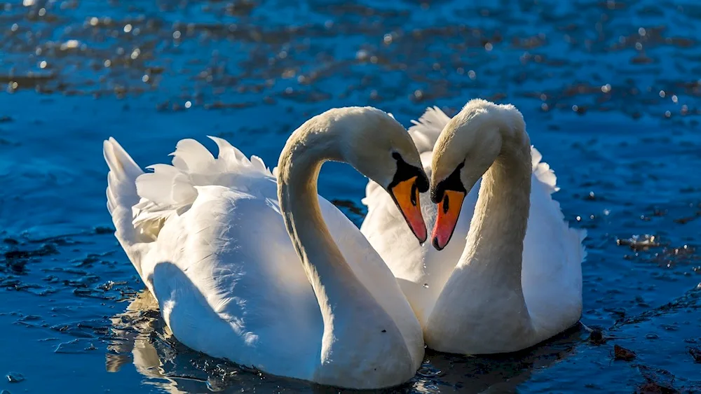 Beautiful swans swans