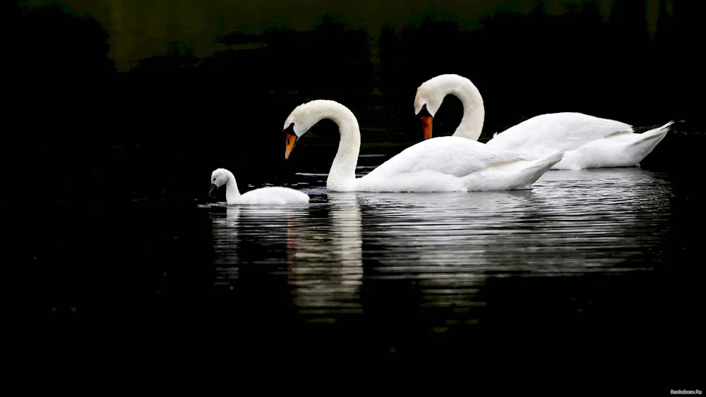 Swans in winter