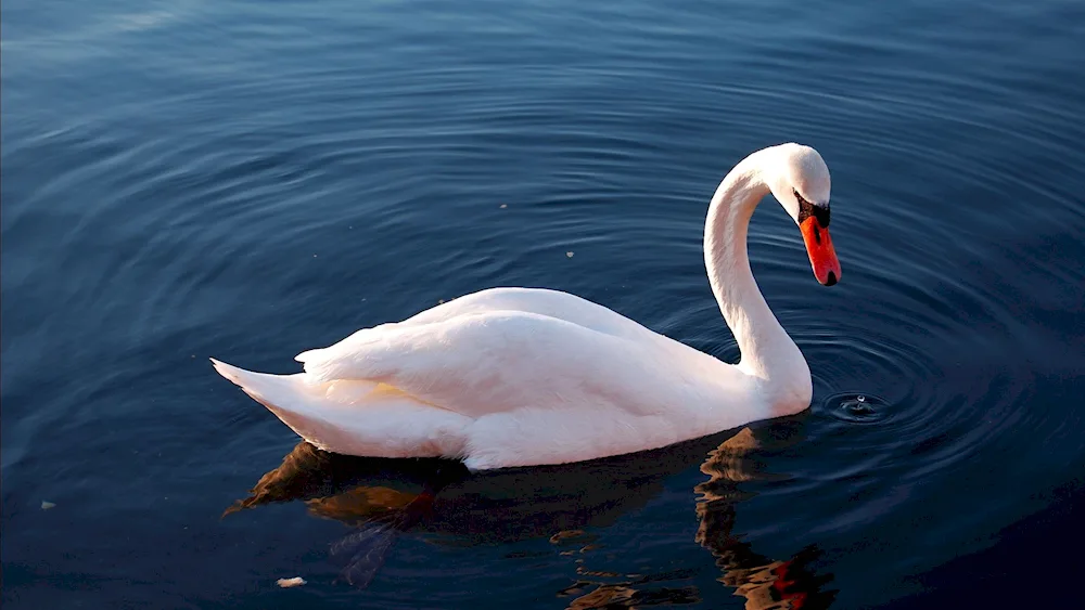 Swans on the water