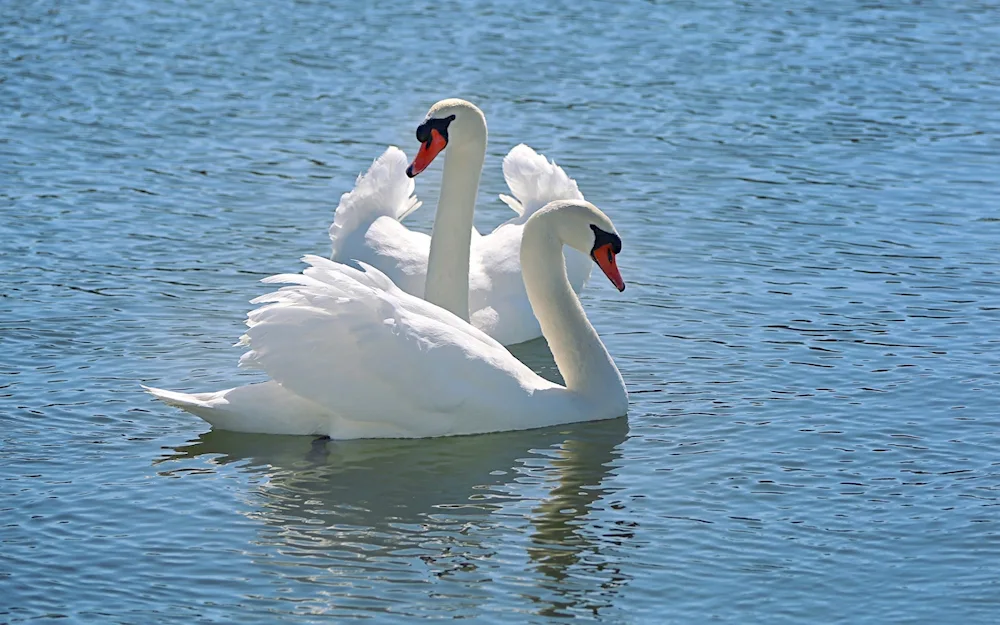 Swan swan swimming