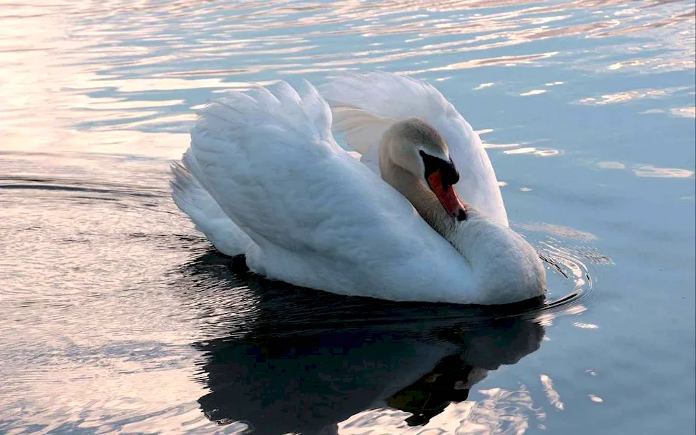 Swan swimming