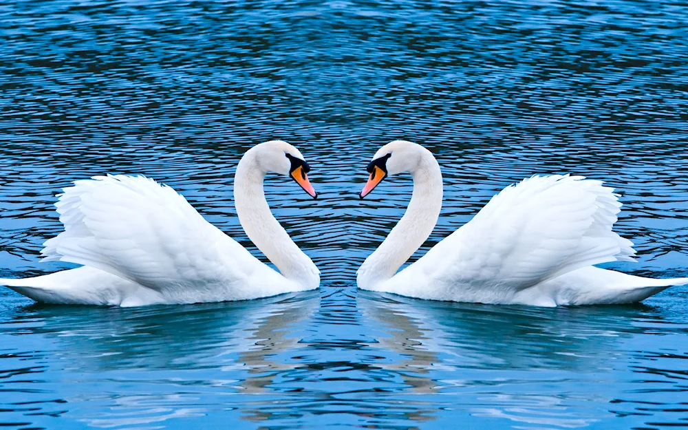 Swan lake Abkhazia