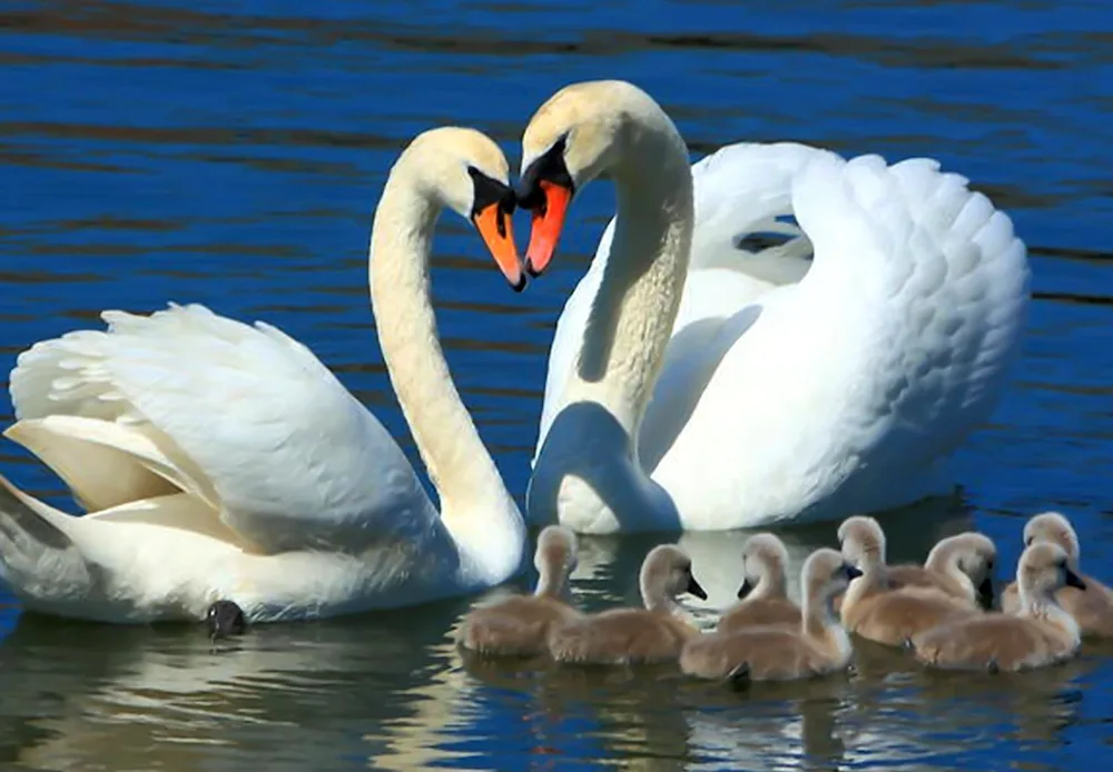 Swan pair of swans