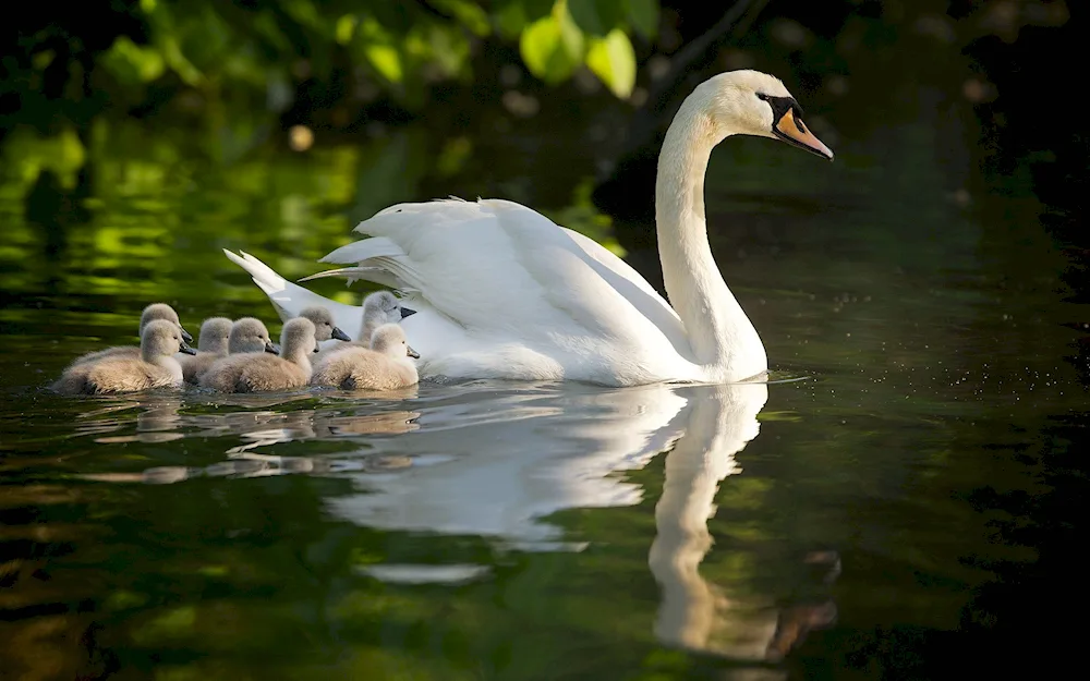 White swan on the lake