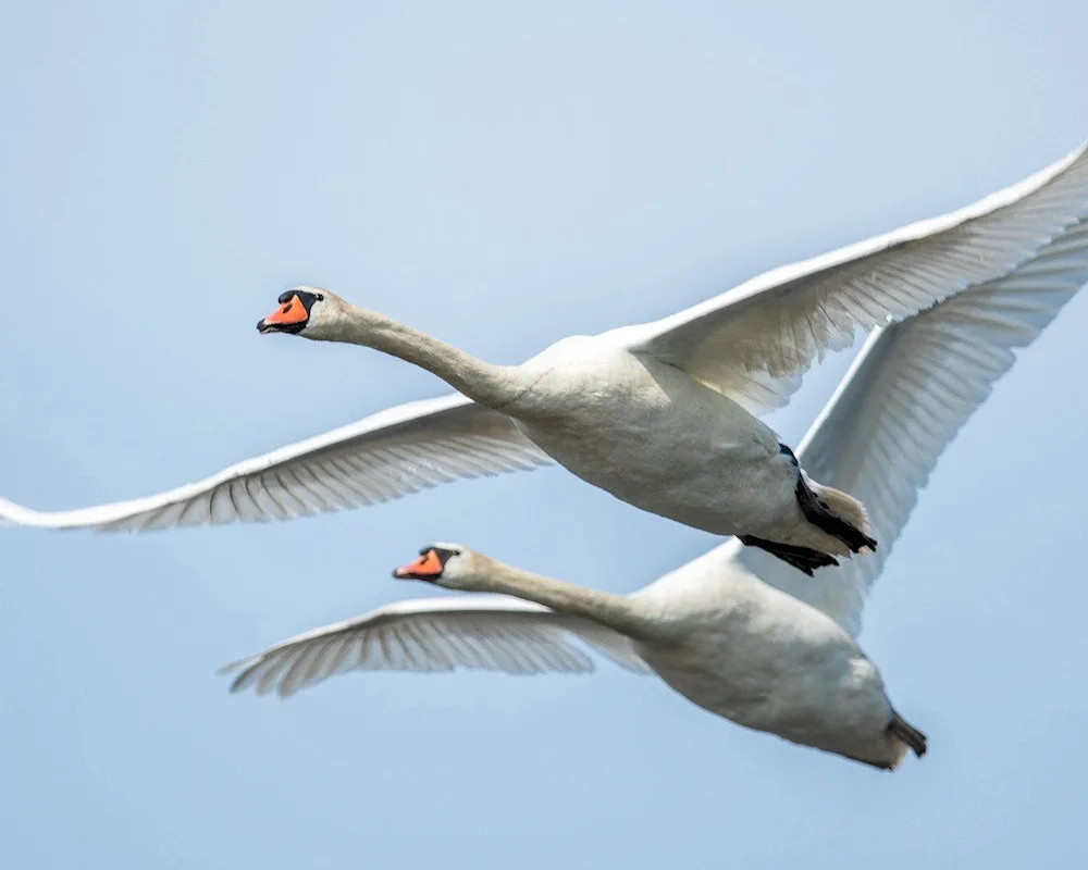 Albino swan in flight