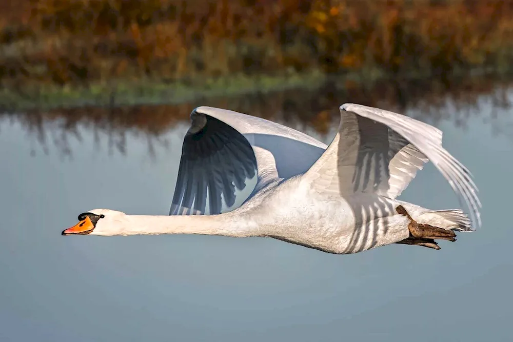 Flight of the bumphead swan in flight