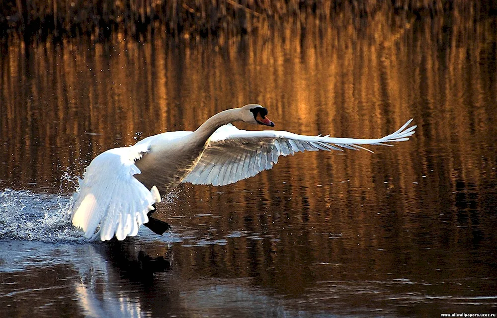 Bumphead swan in flight