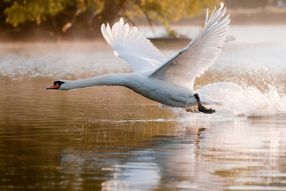 Swan in flight