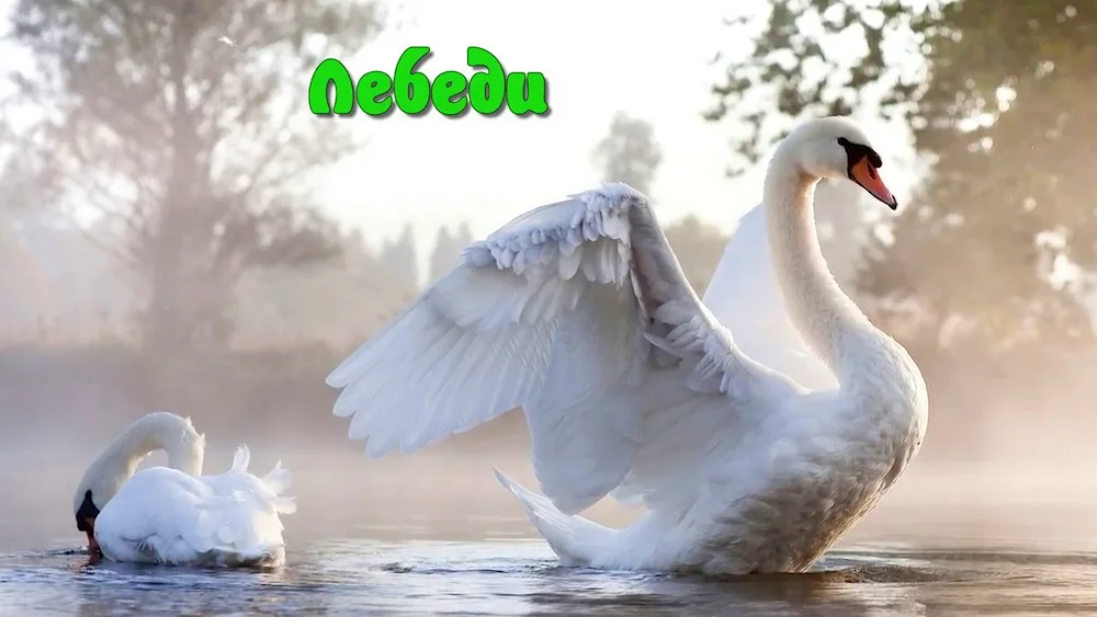 Swan HD