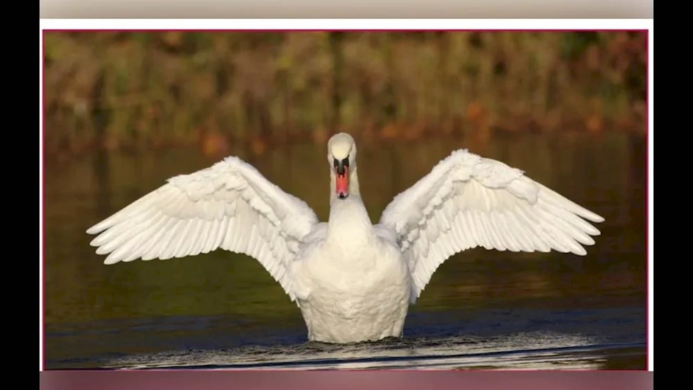 Small white swan