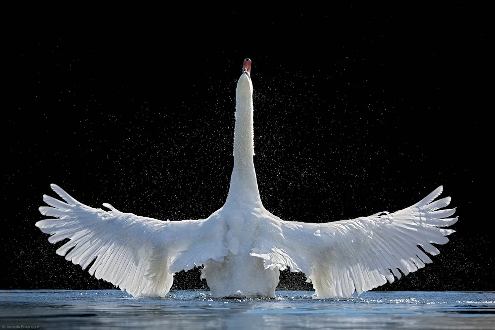 Swan and black swan in flight