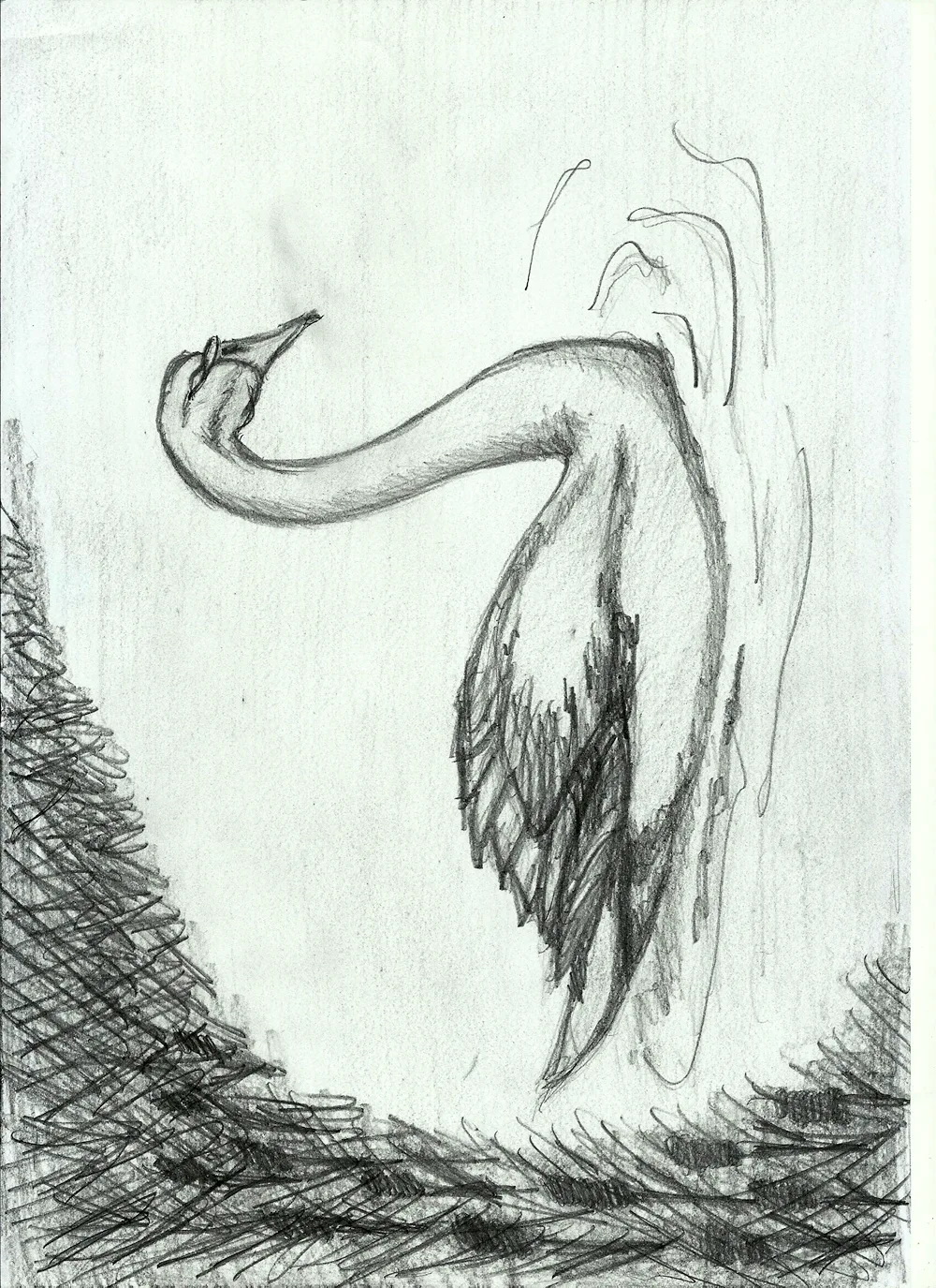 Swan drawing