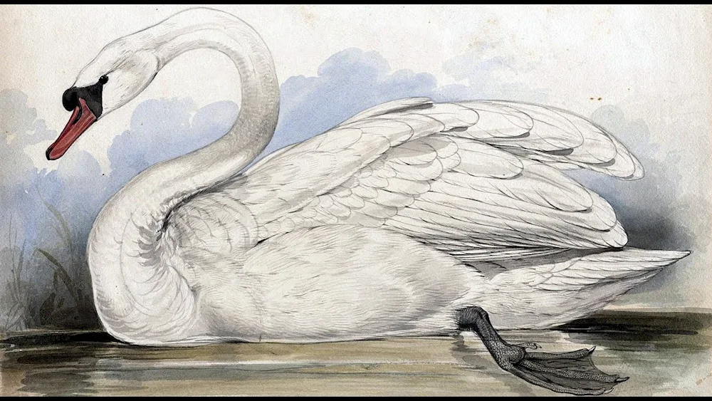 Swan drawing