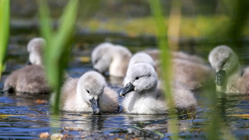 Shearling swan with chicks