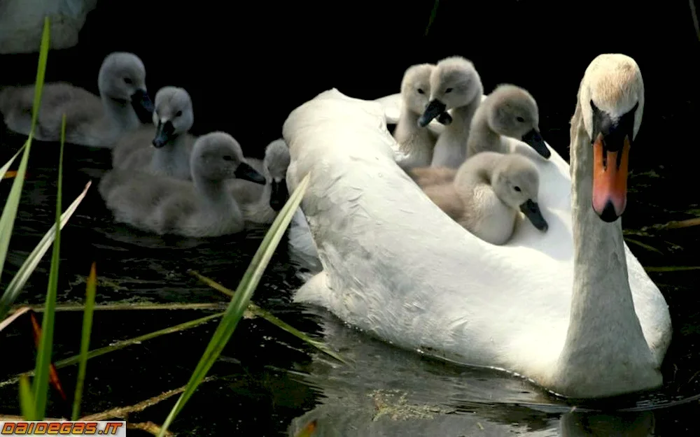 Ducklings and goslings