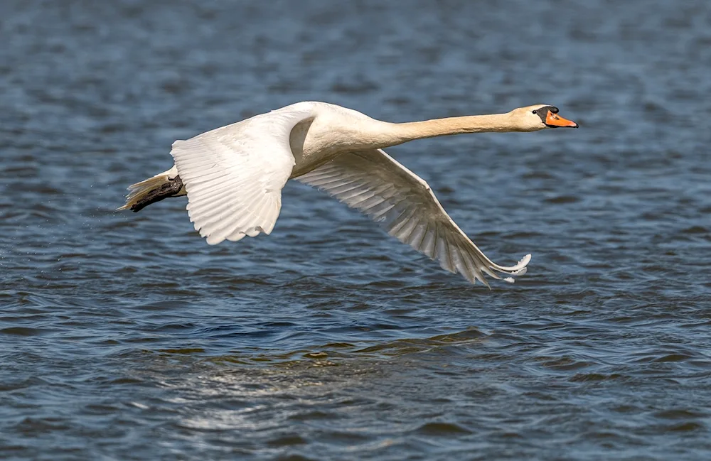 Swan in the sky